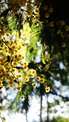 感觉有些不对采集到闲野疏影【花草】