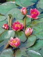 froebelii is water lily perfect for small pond