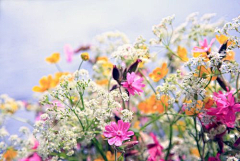 囧立波采集到花