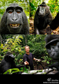 【LinPlus：日前在印尼拍摄高地黑猕猴的摄影师David Slater不幸被猴子们抢走了相机，猴子们随后开始了疯狂的自拍，在摄影师拿回相机前已经拍了上百张照片。】 镜头感100分啊！ 爱自拍的裸妆猴子