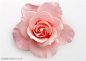 花卉物语-漂亮的粉色玫瑰花