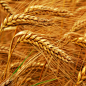 自然花草|麦子|自然植物|麦田|大麦|大麦|2048x2048像素