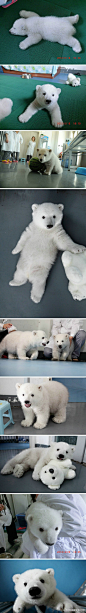 中国首例孪生姐妹花北极熊。好萌啊。。。