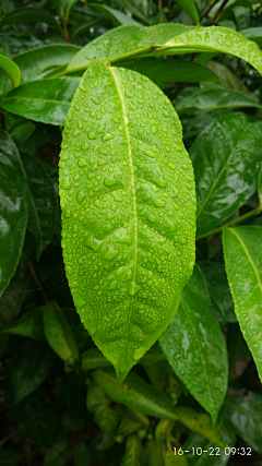 城石设计采集到餐饮-茶茶茶茶茶