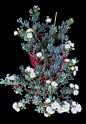 姬鹿角，番杏科、覆盆花属 ，学名：Oscularia pedunculata