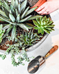 DIY Succulent Garden : This simple DIY uses succulents to create a pretty indoor plant garden, perfect for adding a touch of greenery to your decor.