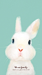 照片  兔子  手机壁纸