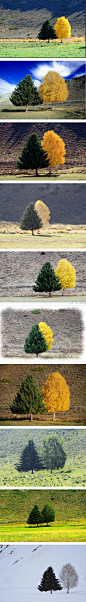 这两棵夫妻树，位于新疆可可托海风景区。它们并肩而生，春夏季节都是一样的碧色欲滴。秋天，一颗变黄，一颗依旧青翠，相映成趣。