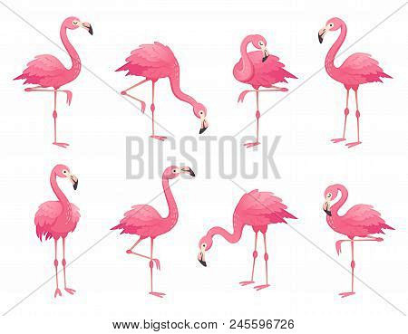 Exotic Pink Flamingo...