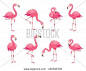 Exotic Pink Flamingos Birds. Flamingo With Rose Feathers Stand On One Leg In Wild African Fauna. Zoo