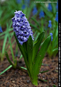 二月六日
生日花：蓝风信子（Blue hyacinth）
花语：生命（Life）

