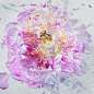 德国摄影师Martin Klimas又出了新作“破碎的花朵”，Klimas首先将鲜花放入液氮中，以确保花瓣变得像蛋壳一样易碎，然后用气枪射击花朵，让它们的生命终止在一片绚烂的色彩之中。