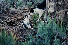 QuentinHan采集到Baby cat