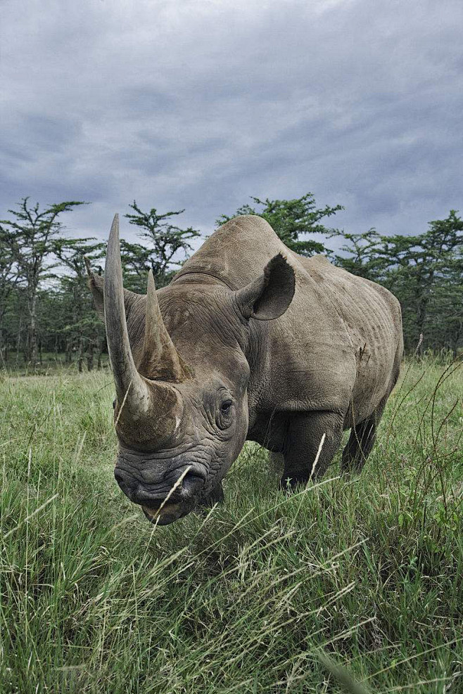 奇蹄目·角型亚目·犀科·犀属：肯尼亚犀牛