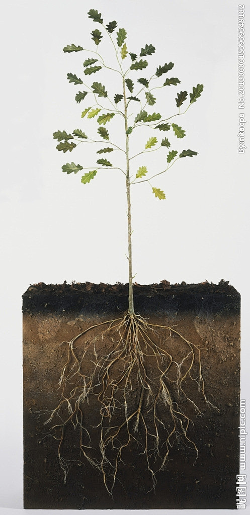 树木植物土壤根