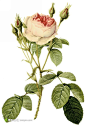 外国手绘玫瑰花插图