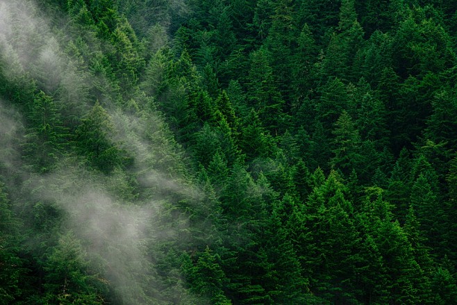 树, 雾, 森林, 绿色, 自然, 云,...