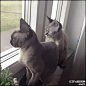养两只小笨猫，每天看它们傻傻地玩！