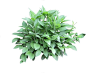 Shrub-1024x867.png: 