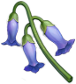 紫罗兰草