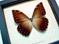 Morpho Telemachus Foucheri | Real Butterfly Gifts Framed Butterflies and Insect Displays