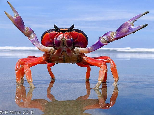 blue‑crab