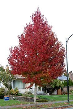 Liquidambar styracif...