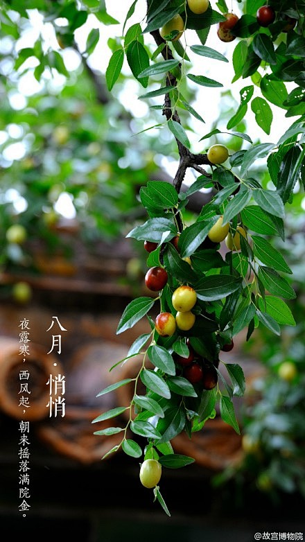 #紫禁城岁时#悄悄的，寿康宫的梨树结了满...
