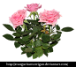 peony2 :  Terms of Use:  If you use my stock you must link to the profile, so that others can download and use them. Add me to your favorites.  If you use my stock, give me a link that w...