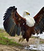 Photograph Kick Of the Fish Eagle by Jacobus De Wet on 500px