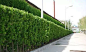 【景观设计】绿篱在景观中的运用