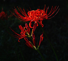 --au--采集到花卉植物