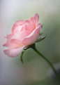 soft pink rose