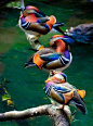 Absolutely beautiful  wood ducks. I DIDNT KNOW that ducks could be so pretty