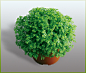 绿地珊瑚蕨(Selaginella apoda)-蕨类植物(Emerald Ferns )-缤纷园艺有限公司