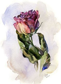 宁馨郁金香采集到水彩系列——玫瑰香颂