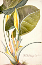 自然,植物学,花,茎,叶子_145058407_Arum maximum aegyptiacum, c.1740-45 (w/c & gouache on vellum)_创意图片_Getty Images China