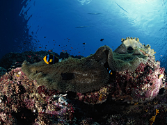 追梦踏浪采集到生物