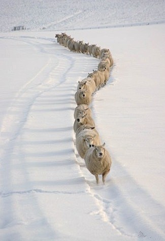 世上本没有路，走的羊多了也就成了路~