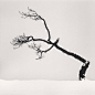 哲学家的树 / Michael Kenna : 摄影大师的“树”之旅程