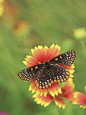 Baltimore Butterfly (Euphydryas Phaeton), Family ... | Beautiful ✿ ...