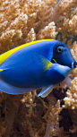 Coral-Fish-Underwater