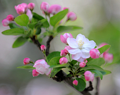 请叫我花仙zi采集到花好月圆