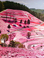 【全世界最粉嫩的赛道】北海道浪漫卡丁车场——它整个氛围都是少女般的粉色系。粉色的布景、粉色的花丛、粉色的漆制品。