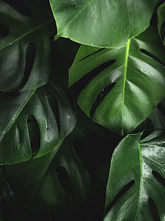 HannaChau采集到素材-绿色/植物/森林/花