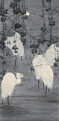 董希源 高格图 设色纸本 立轴(20/50) #花鸟画# #中国画# #水墨画#