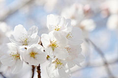 冰伊の采集到一花一界