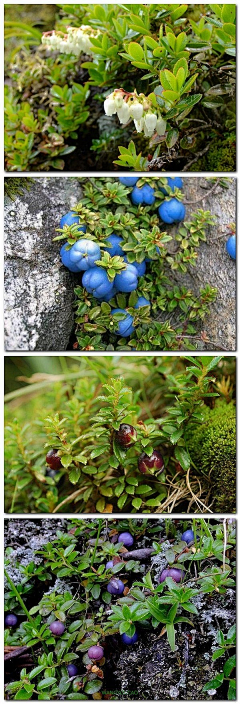 清香阁采集到植物——果实