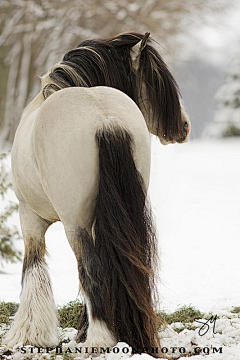 倾心-雪采集到马