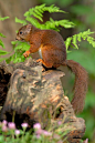 红松鼠Red Squirrel #摄影# #美圖分享 #